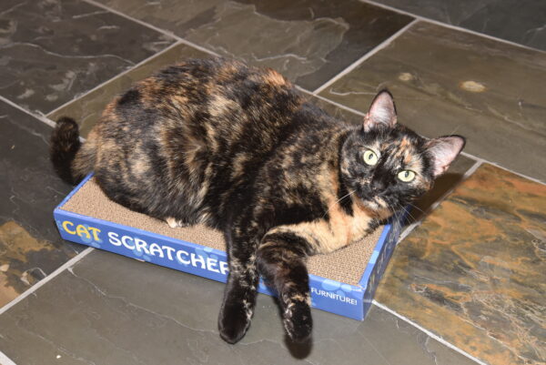 The Daisy Bee Flat Cat Scratcher Lounger with Four Double Wide Corrugated Cardboard Surfaces - Image 4