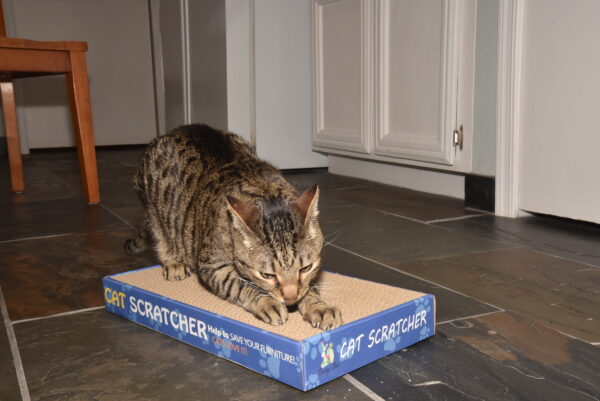 The Daisy Bee Flat Cat Scratcher Lounger with Four Double Wide Corrugated Cardboard Surfaces - Image 5